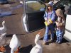 feeding geese