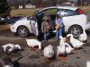 feeding geese