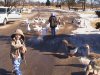 feeding geese